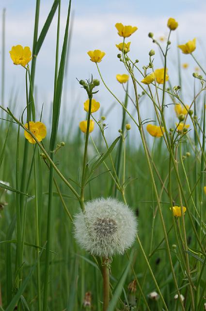 Blumenwiese am Kulm, wo wir Mittag essen waren.